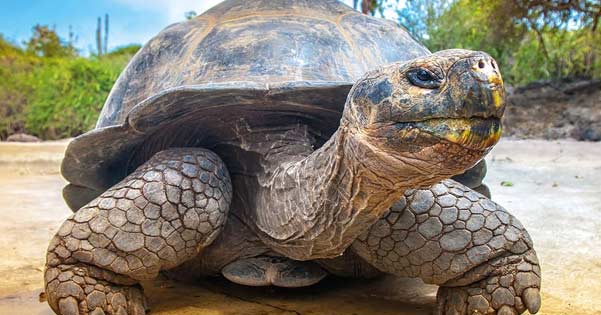 Droomuitleg van "Schildpad"