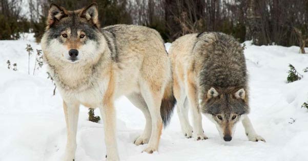 Droomuitleg van "Wolf"