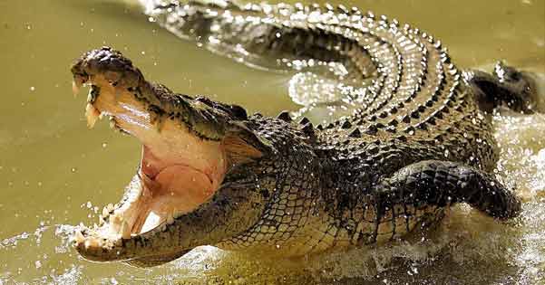Droom Krokodil